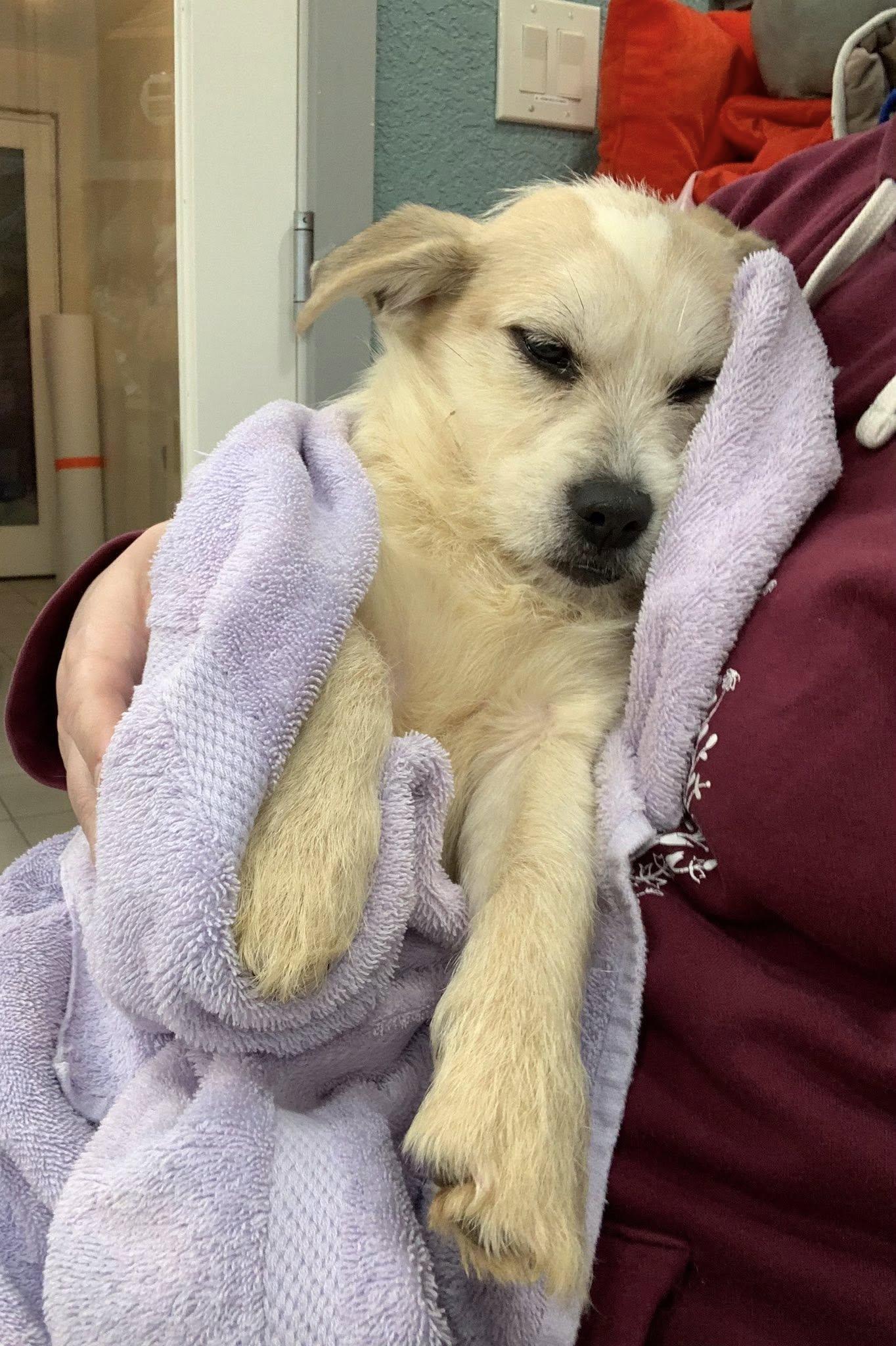 Enlarge Nugget, a Adoptable mixed breed in Kelso, WA image 3/6