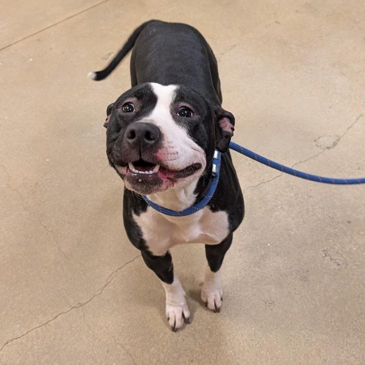 Lady Miss Kier, Adoptable, Young Female Pit Bull Terrier.