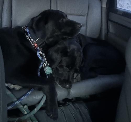 Enlarge Rascal #8, a ADOPTABLE Black Labrador Retriever in Killingworth, CT image 5/6