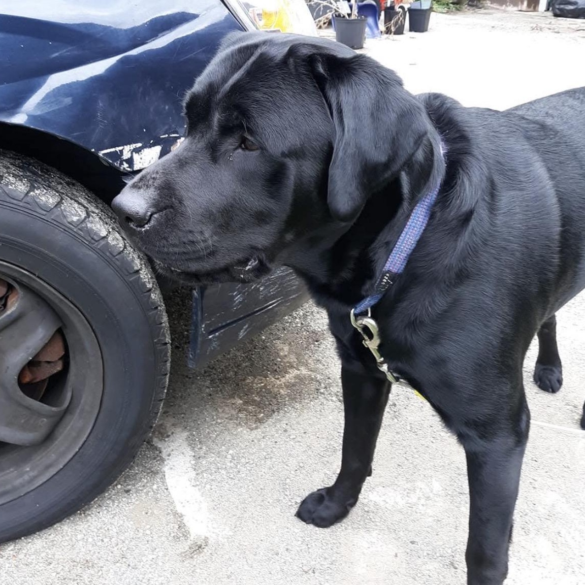 Enlarge Rascal #8, a ADOPTABLE Black Labrador Retriever in Killingworth, CT image 2/6