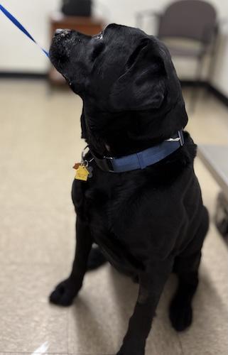 Enlarge Rascal #8, a ADOPTABLE Black Labrador Retriever in Killingworth, CT image 4/6