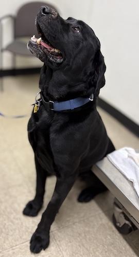 Enlarge Rascal #8, a ADOPTABLE Black Labrador Retriever in Killingworth, CT image 3/6