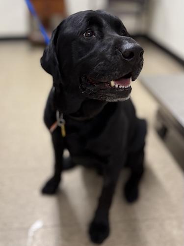 Rascal #8, ADOPTABLE, Senior Male Black Labrador Retriever.
