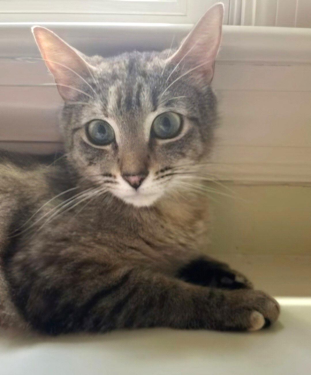 Enlarge LILLIAN, a Adoptable Domestic Short Hair in Franklin, TN image 1/3