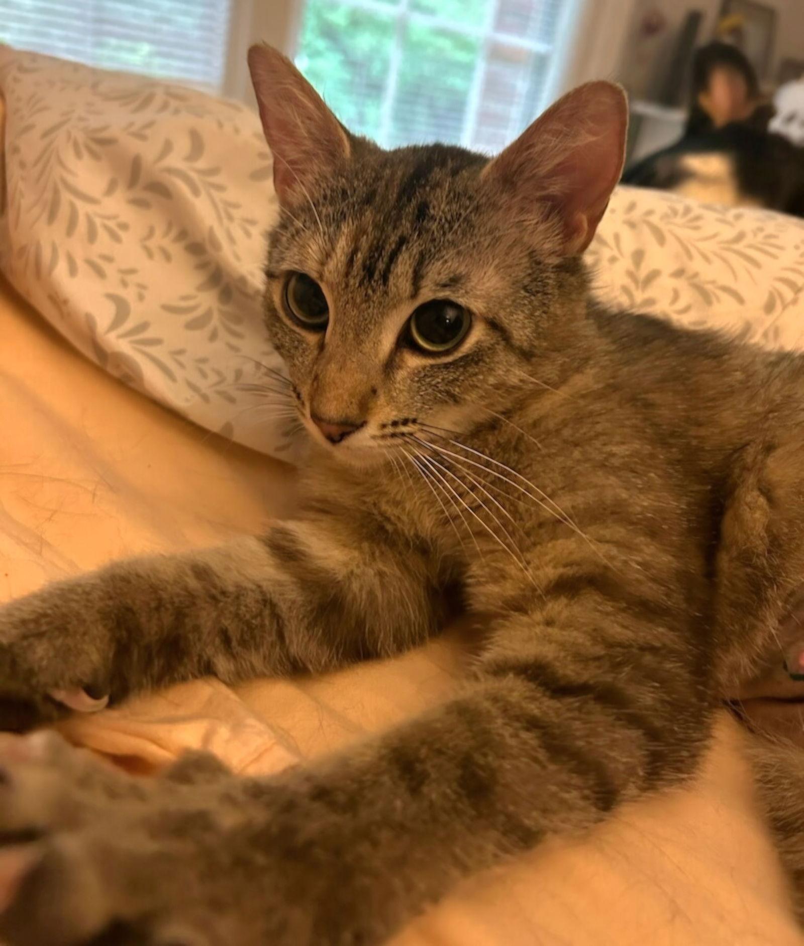 Enlarge LILLIAN, a Adoptable Domestic Short Hair in Franklin, TN image 2/3