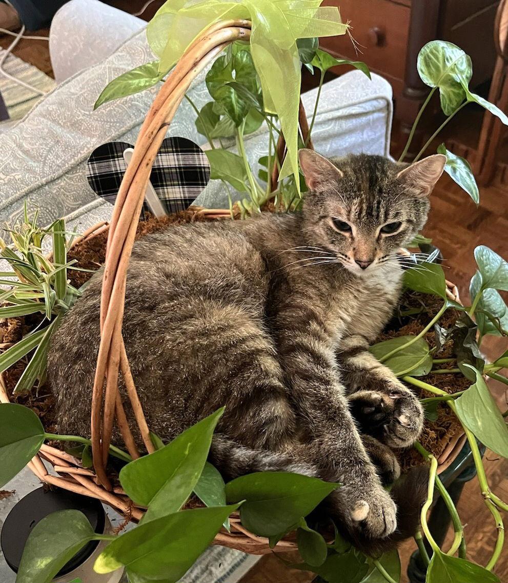 Enlarge LILLIAN, a Adoptable Domestic Short Hair in Franklin, TN image 3/3