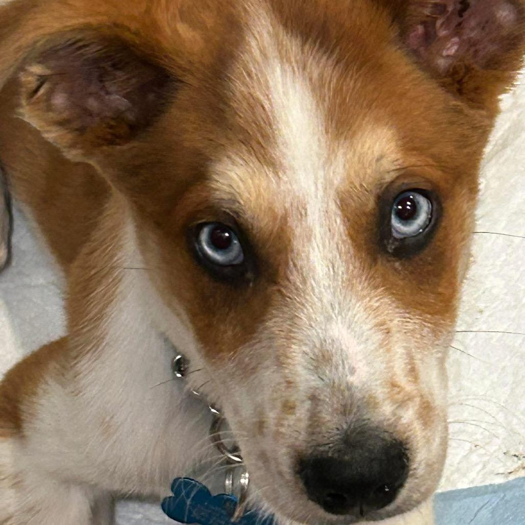 Bradley, Adoptable, Puppy Male Terrier & Mixed Breed.