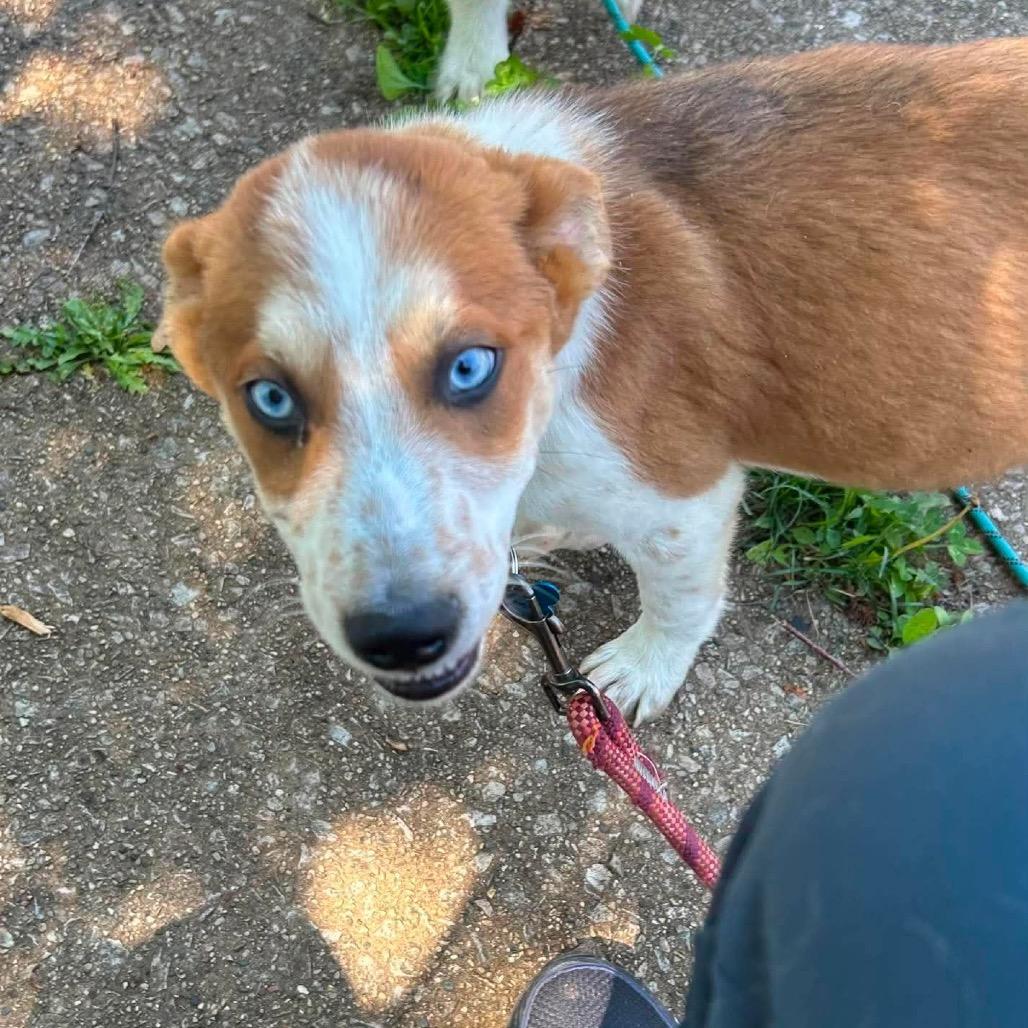 Bradley, a Adoptable mixed breed in St. Charles, IL image 2/6