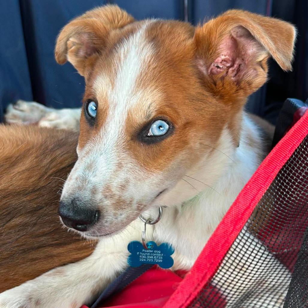 Bradley, a Adoptable mixed breed in St. Charles, IL image 3/6