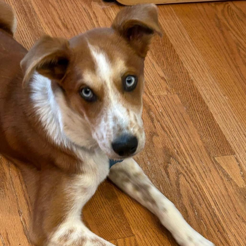 Bradley, a Adoptable mixed breed in St. Charles, IL image 3/6