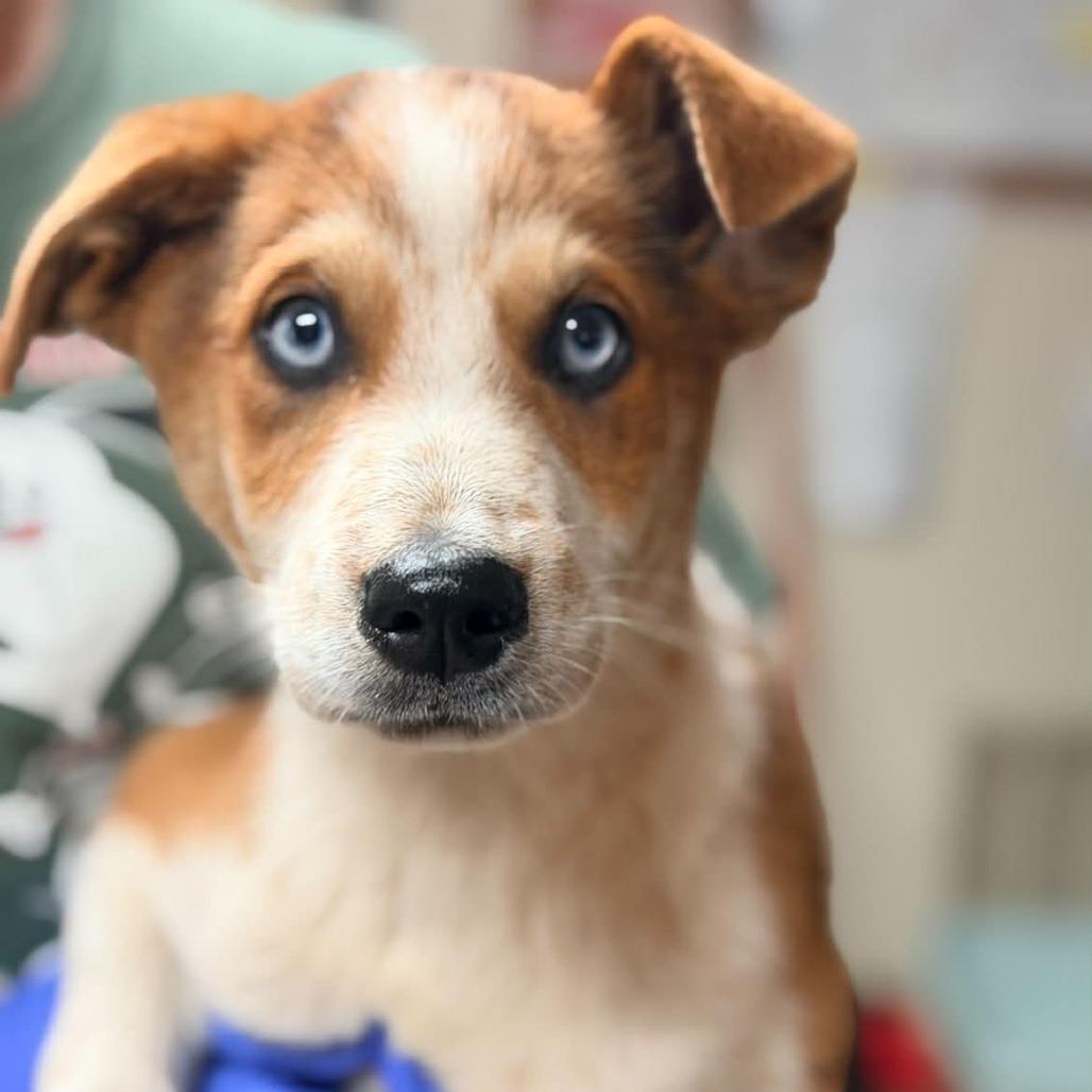 Bradley, a Adoptable mixed breed in St. Charles, IL image 4/6