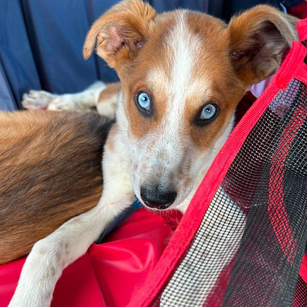 Bradley, a Adoptable mixed breed in St. Charles, IL image 5/6