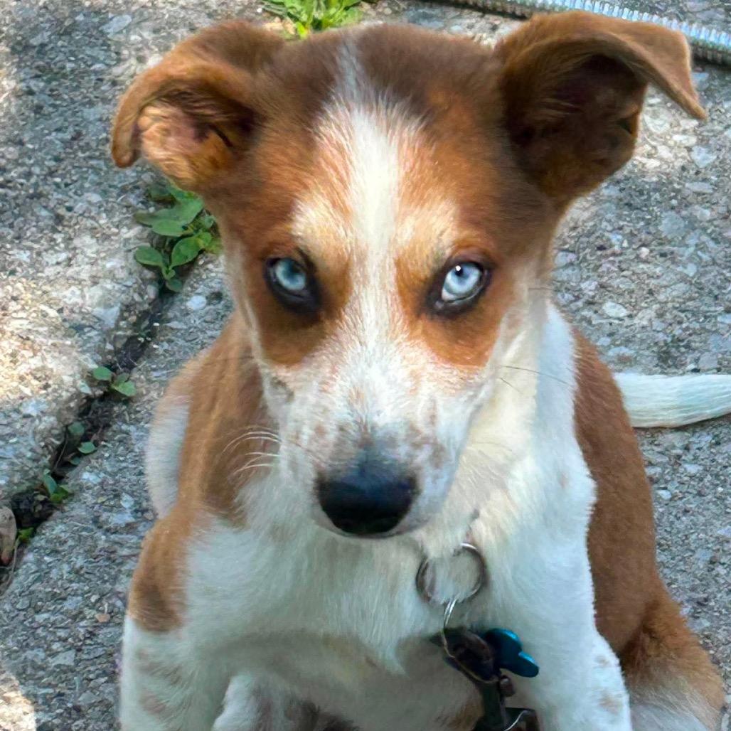 Bradley, a Adoptable mixed breed in St. Charles, IL image 6/6
