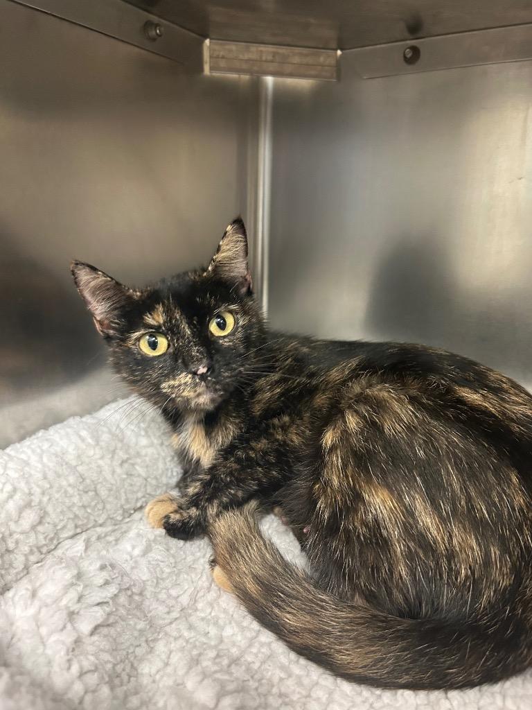 Enlarge Mahi-Mahi, a Adopted mixed breed in Mineral, VA image 1/1