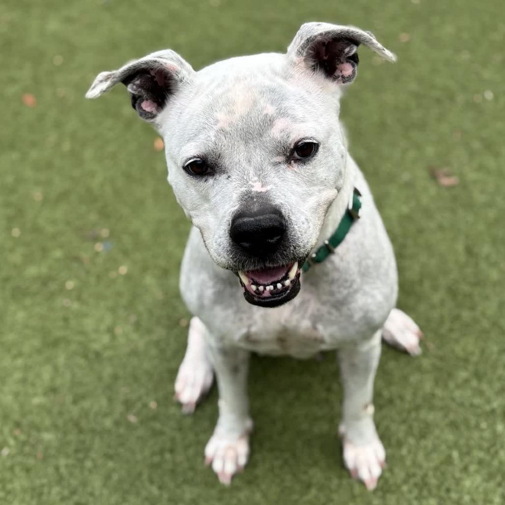 Vesper, Adoptable, Adult Female Pit Bull Terrier.