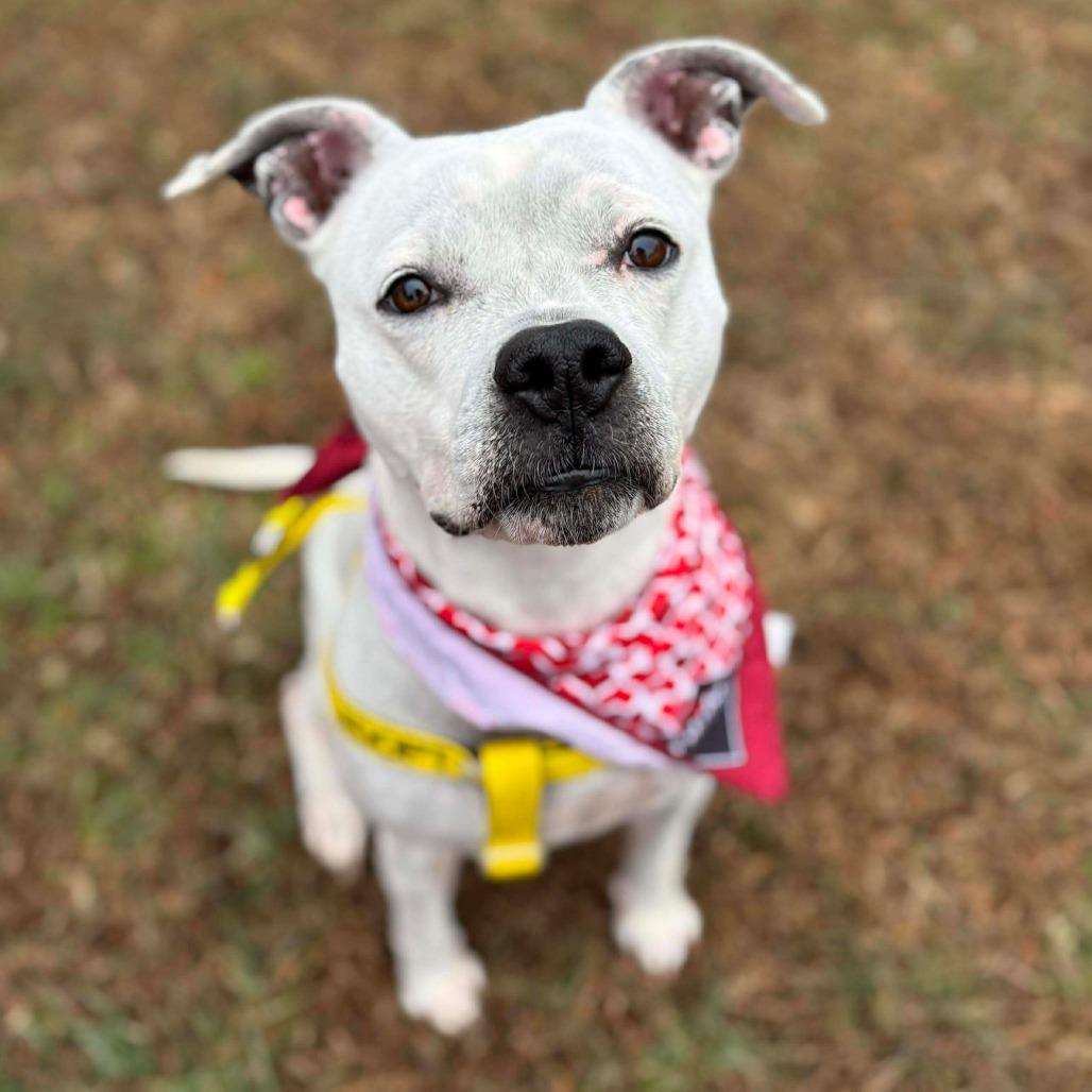 Enlarge Vesper, a Adoptable Pit Bull Terrier in Greensboro, NC image 2/6