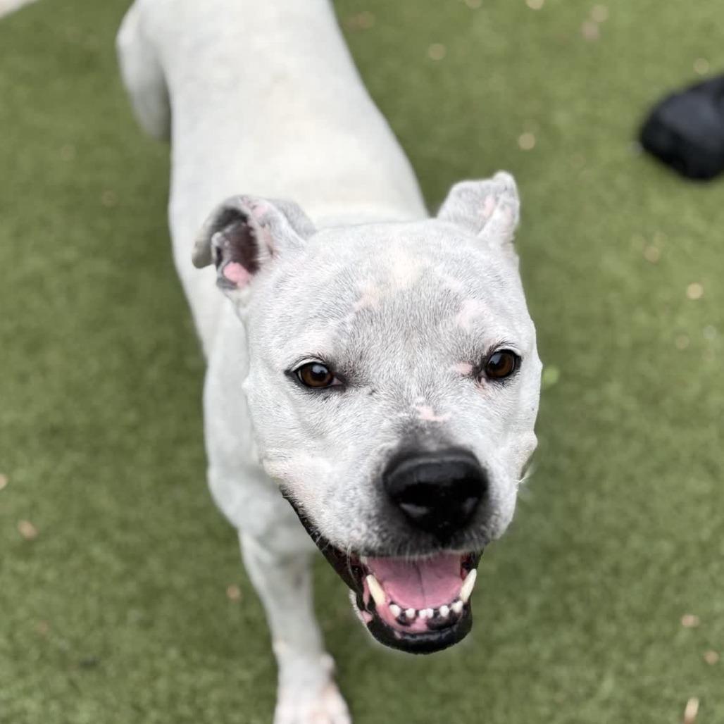 Enlarge Vesper, a Adoptable Pit Bull Terrier in Greensboro, NC image 3/6