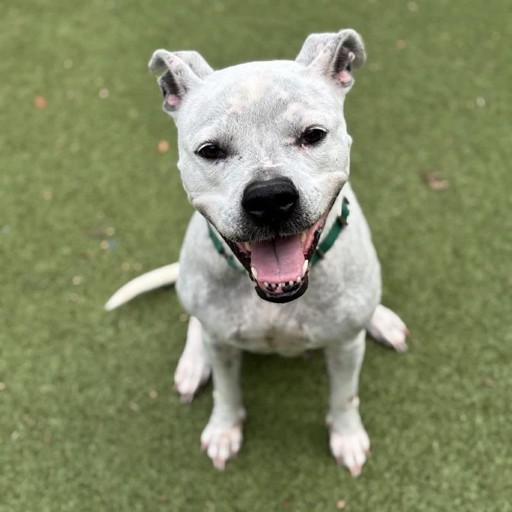 Enlarge Vesper, a Adoptable Pit Bull Terrier in Greensboro, NC image 4/6