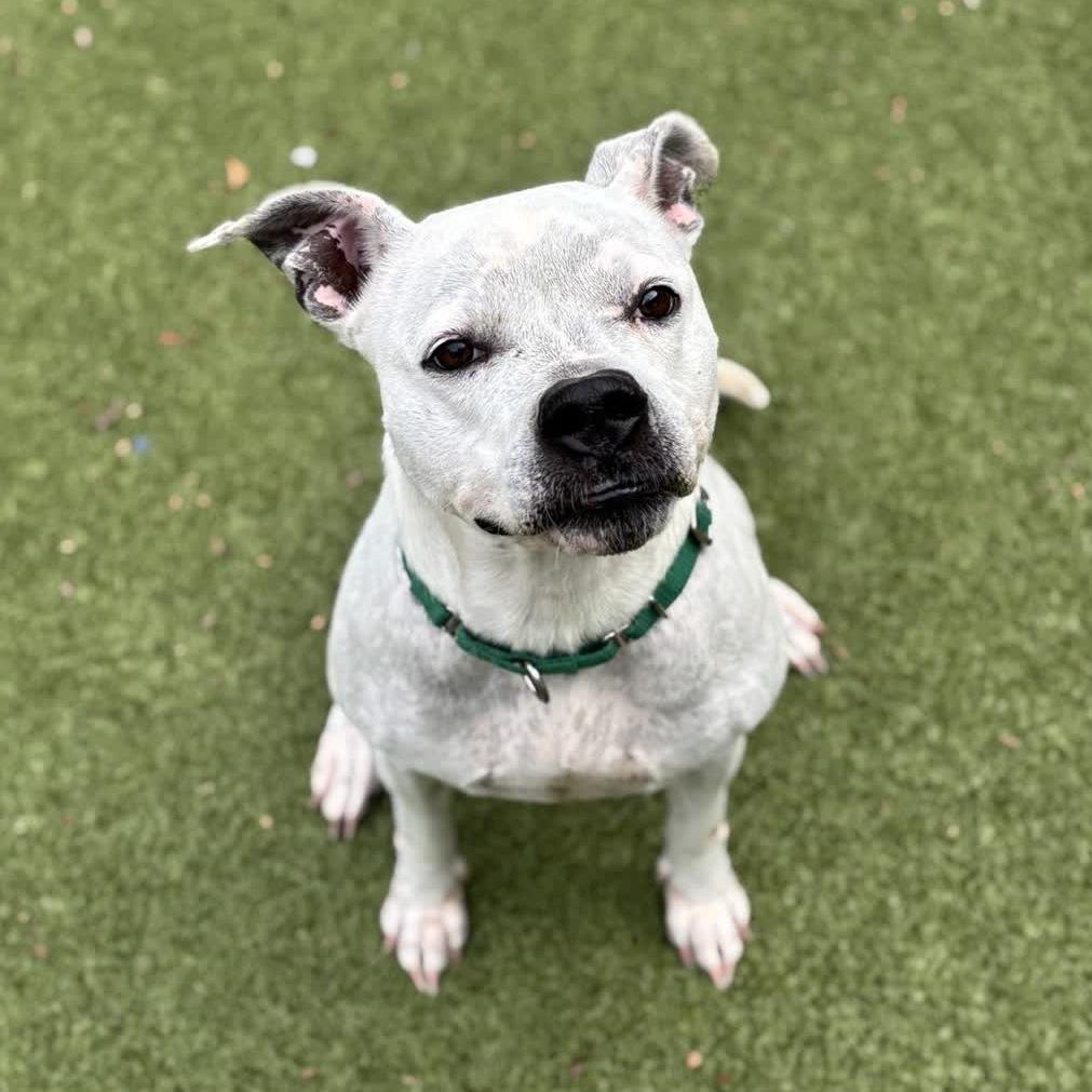 Enlarge Vesper, a Adoptable Pit Bull Terrier in Greensboro, NC image 5/6