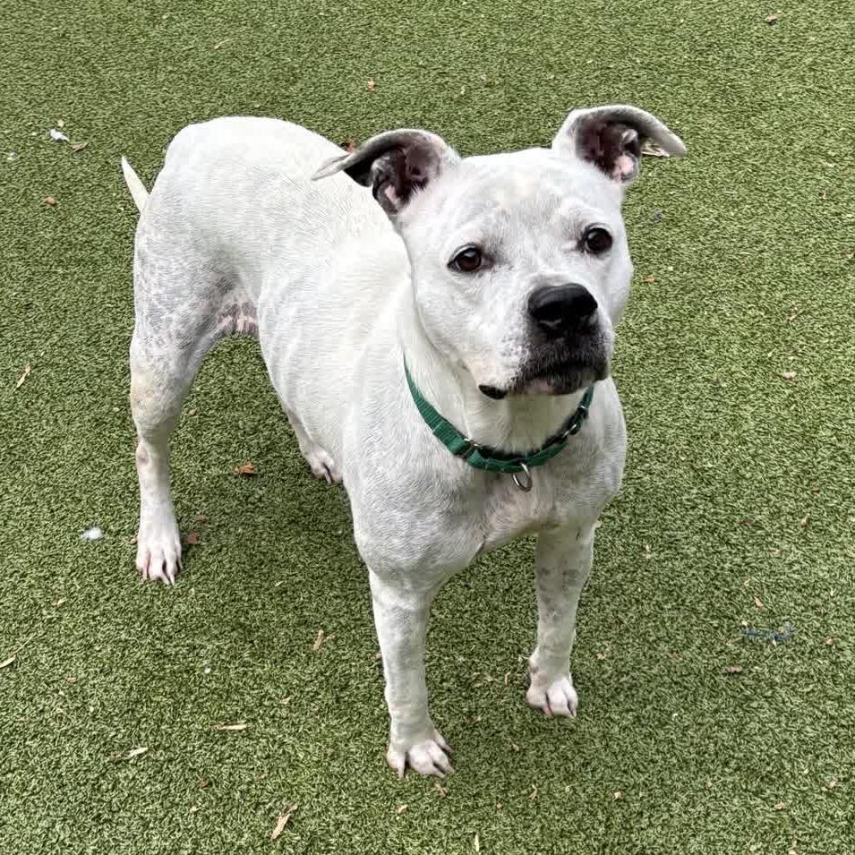 Enlarge Vesper, a Adoptable Pit Bull Terrier in Greensboro, NC image 6/6