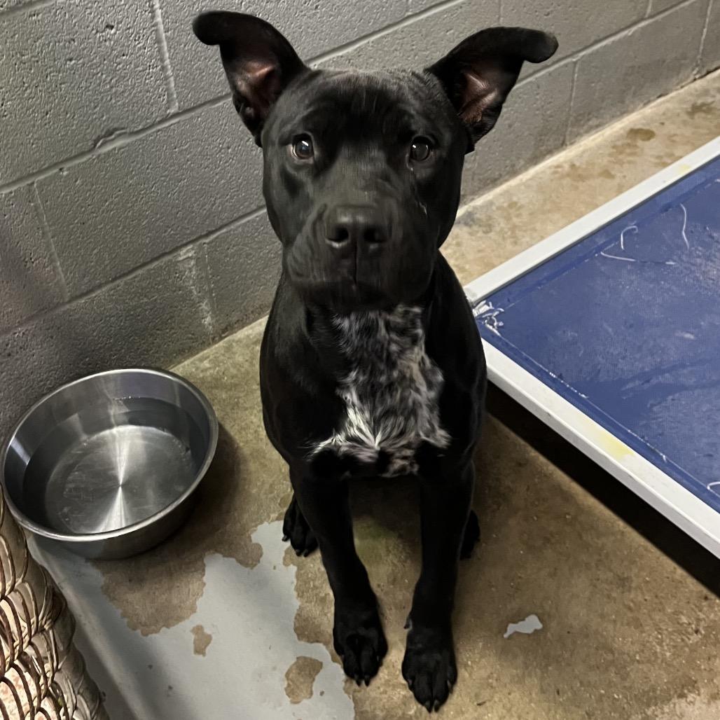 Vanleigh, Adoptable, Young Male Mixed Breed.