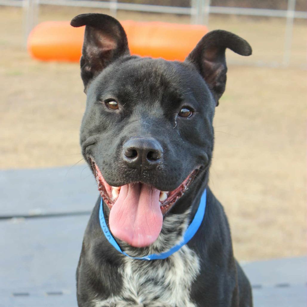 Enlarge Vanleigh, a Adoptable Mixed Breed in Pauls Valley, OK image 2/2