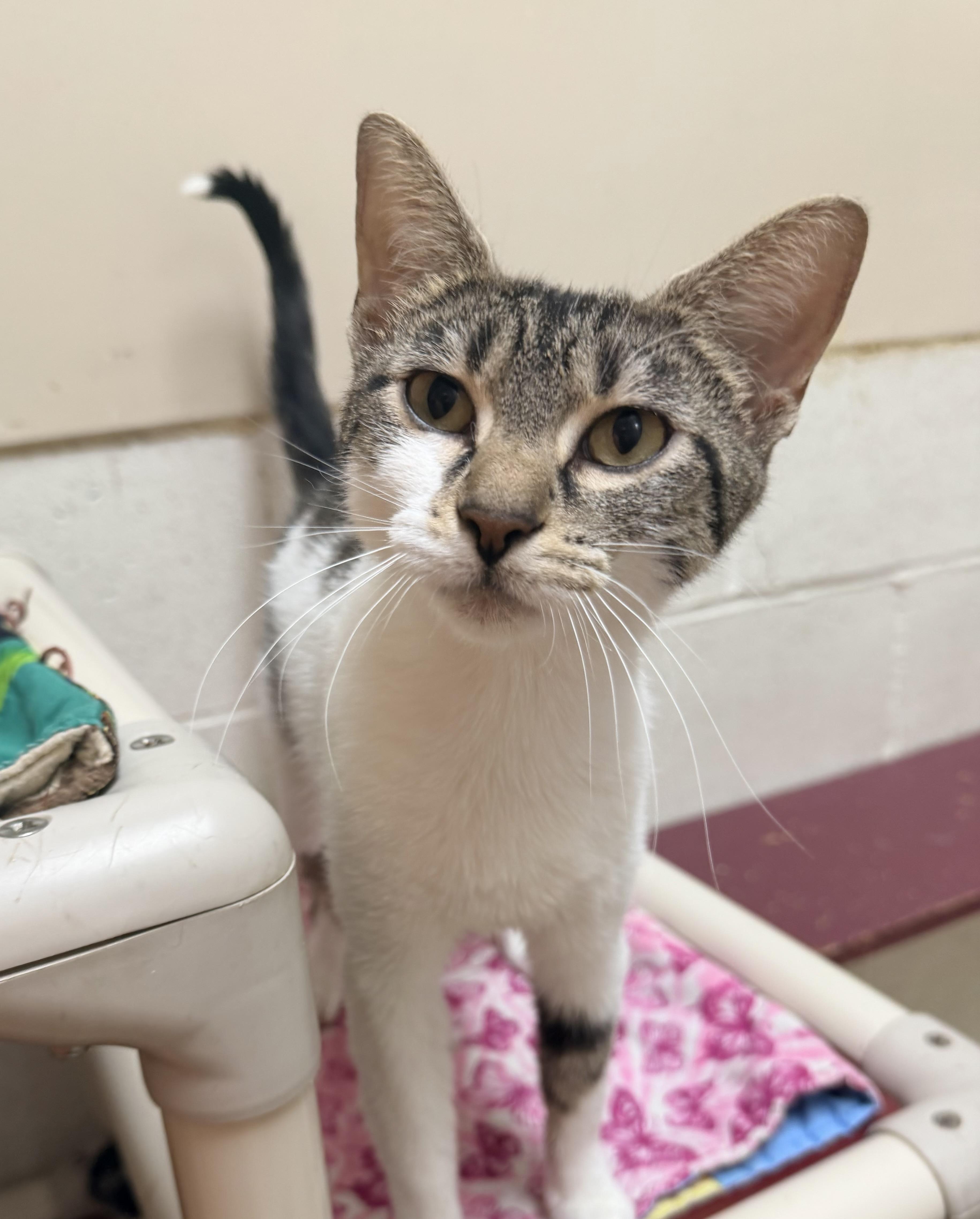 Enlarge Camille, a ADOPTABLE Domestic Short Hair in Logan, OH image 1/1
