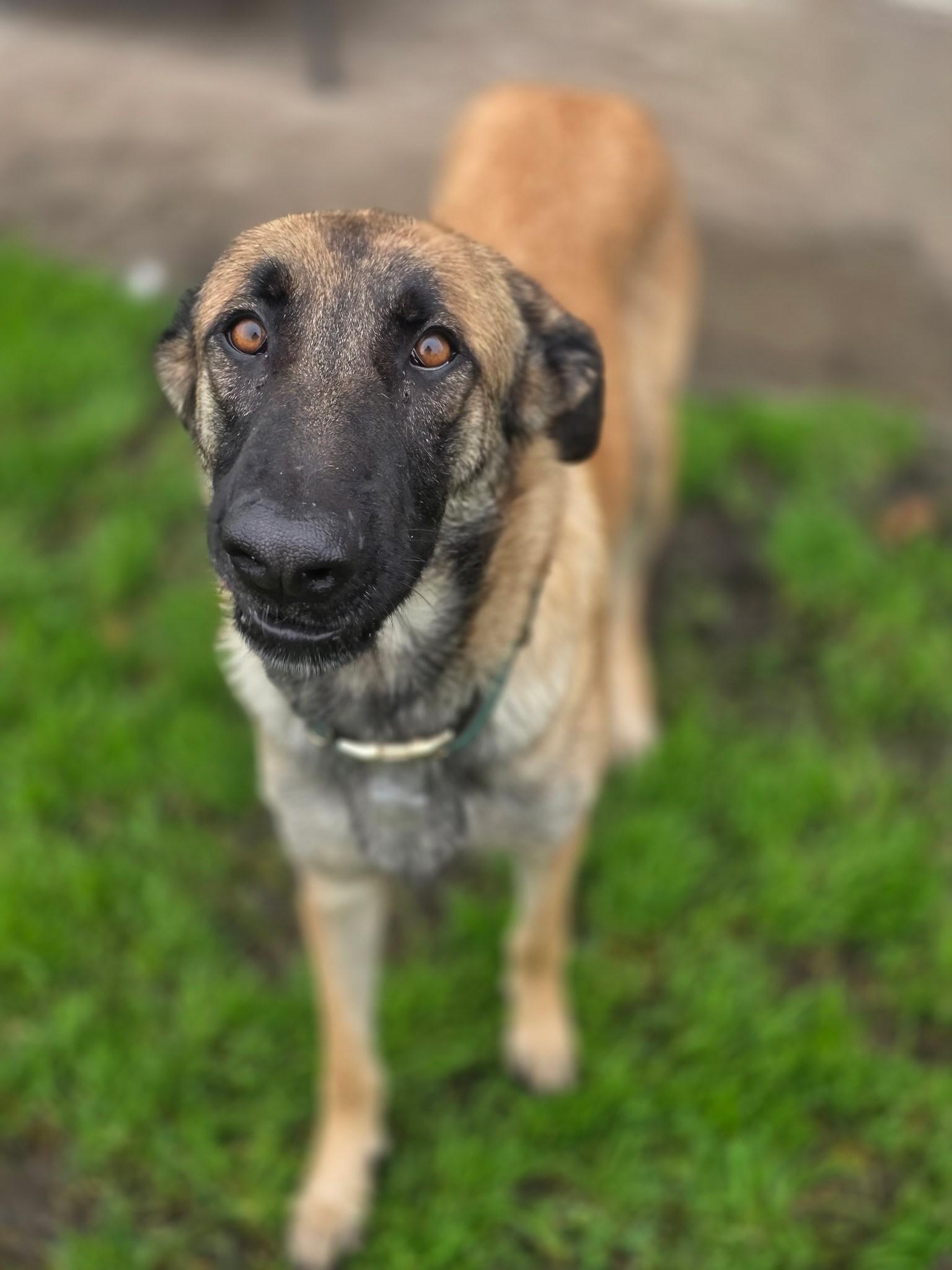 Enlarge Zuri, a ADOPTABLE Belgian Shepherd / Malinois in Manteca, CA image 1/1