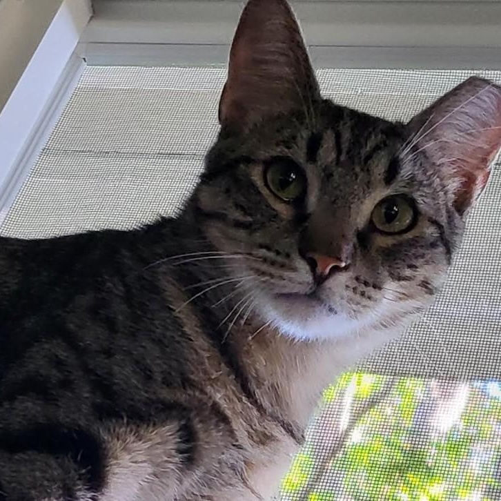 Enlarge Gazpacho Vierra, a Adoptable mixed breed in Denver, CO image 4/5