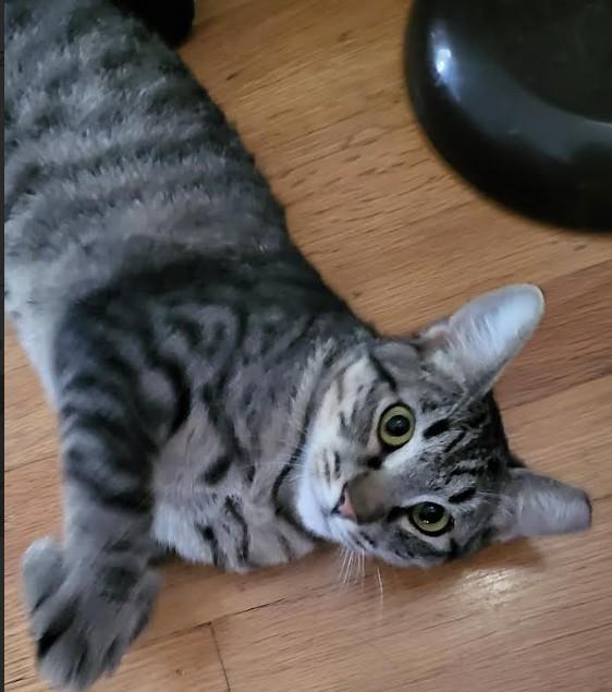 Enlarge Gazpacho Vierra, a Adoptable mixed breed in Denver, CO image 1/5