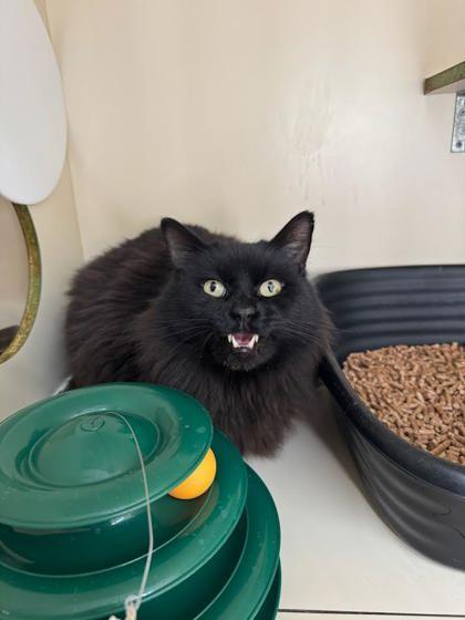 Wiley, Adoptable, Senior Male Domestic Long Hair & Domestic Short Hair.