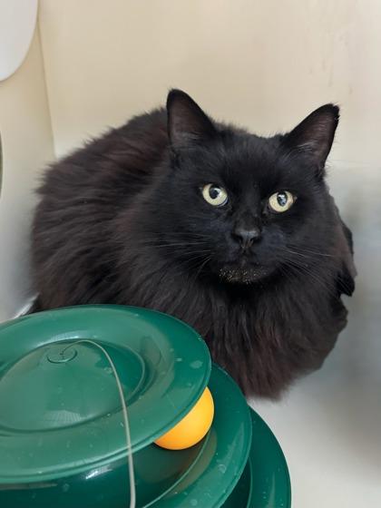 Wiley, Adoptable, Senior Male Domestic Long Hair & Domestic Short Hair.