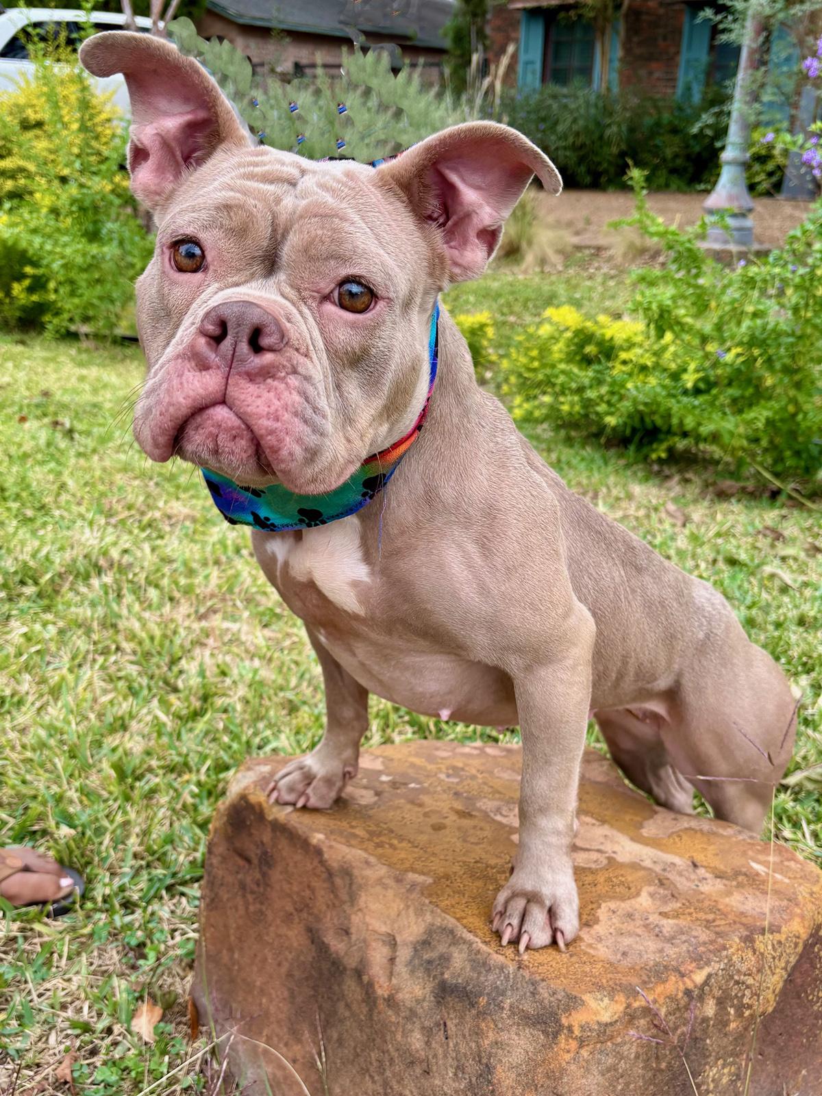 Enlarge SADIE, a Adoptable mixed breed in Groton, CT image 2/5