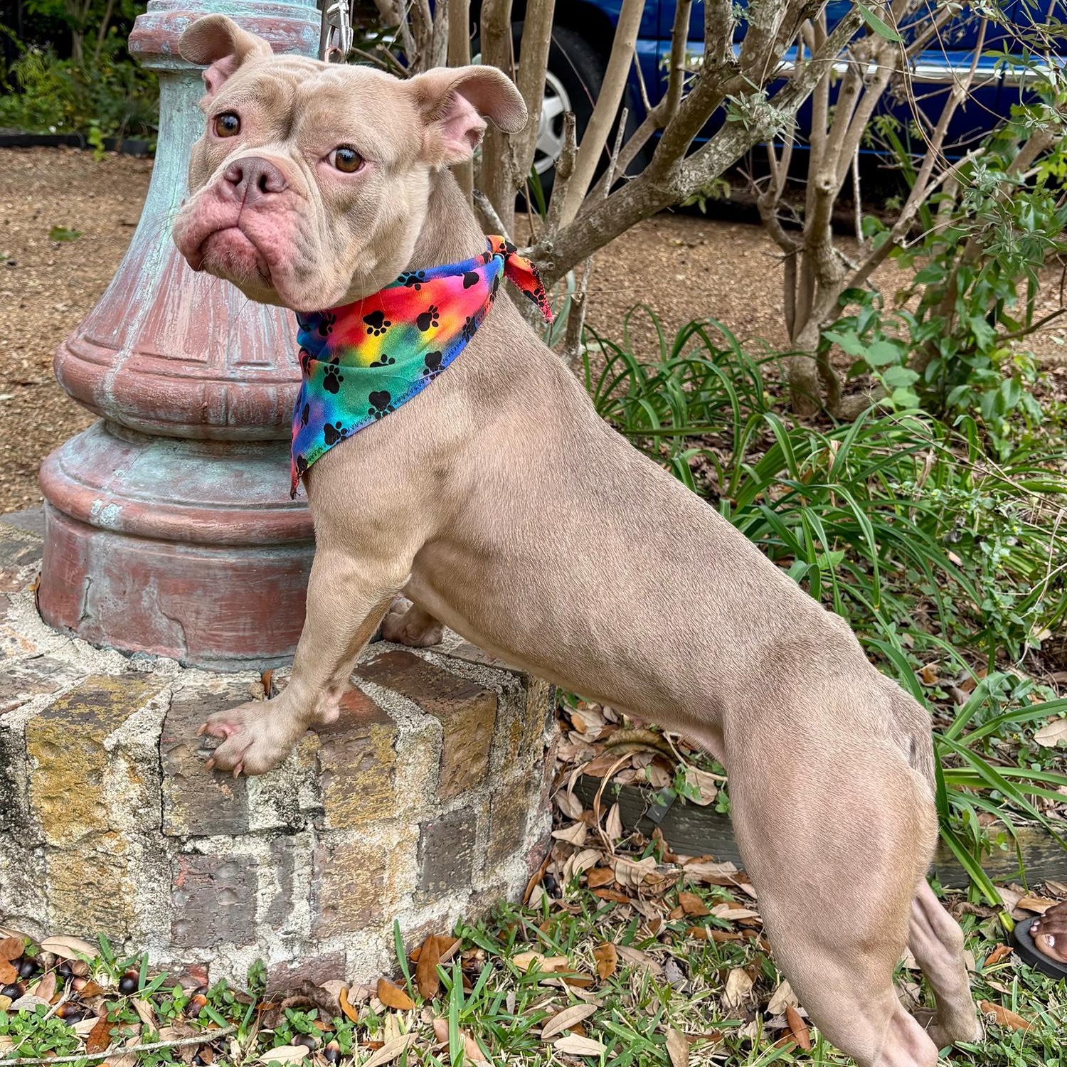 SADIE, Adoptable, Adult Female French Bulldog & Bulldog.
