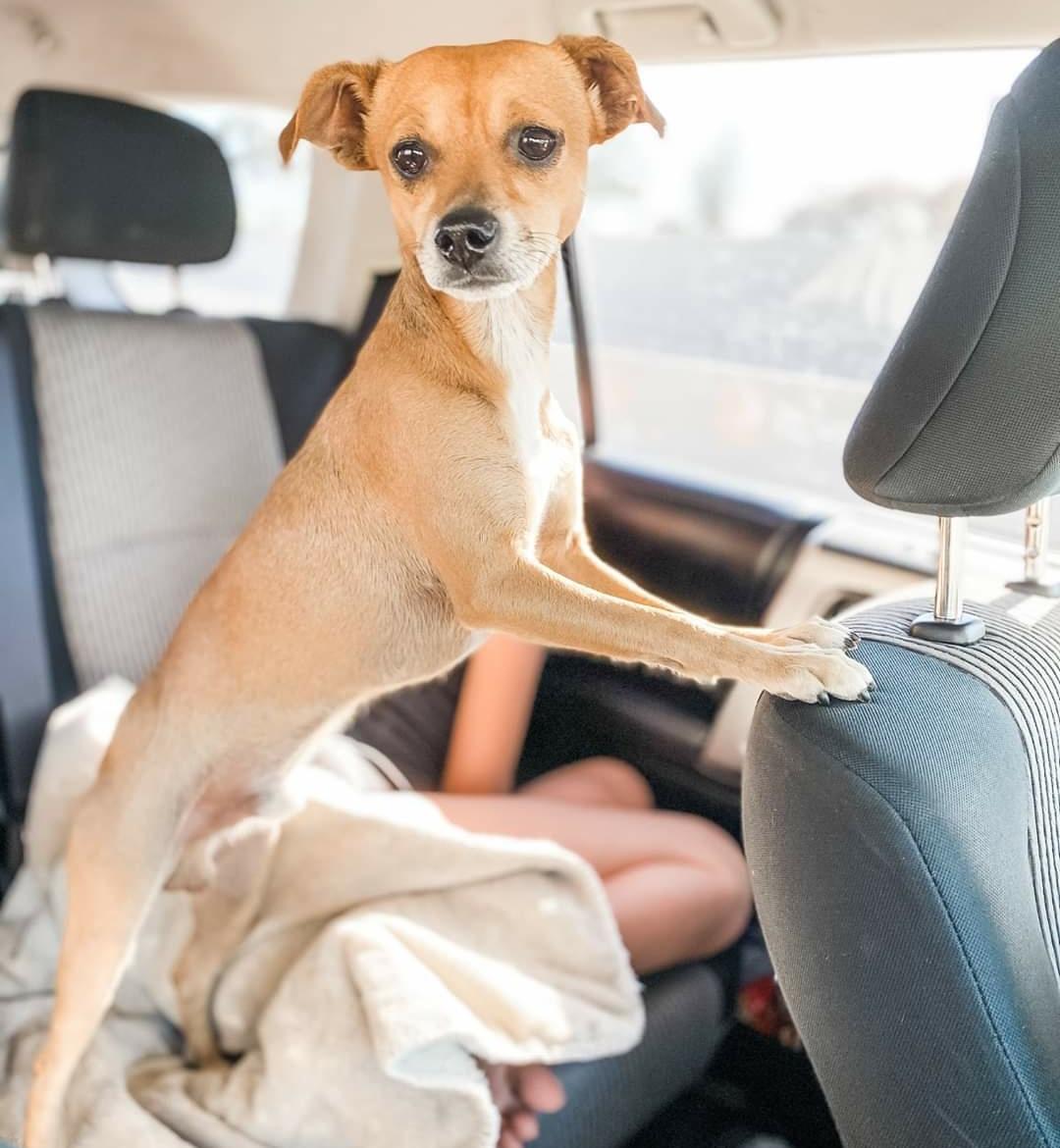 Enlarge Papi, a Adopted mixed breed in Mesa, AZ image 4/5