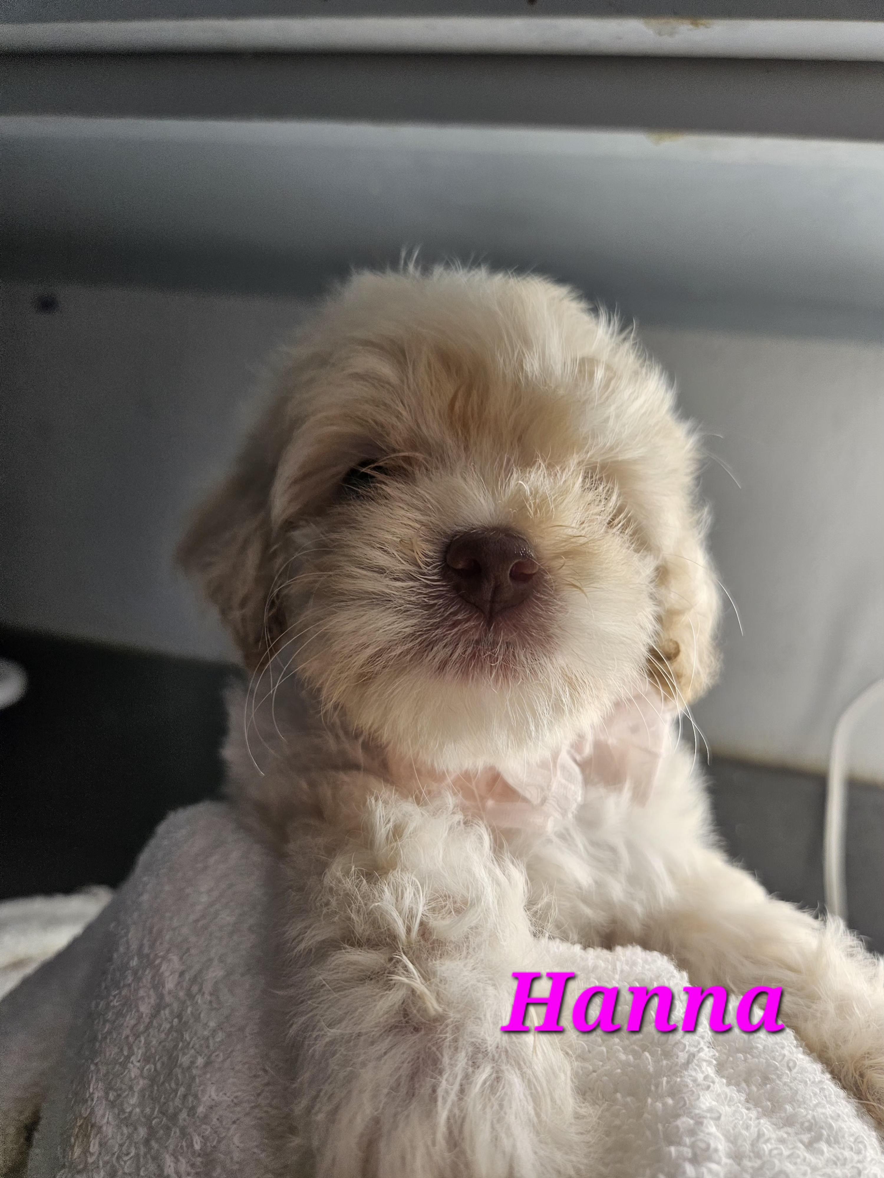 Hanna, adopted, Puppy Female Maltipoo.