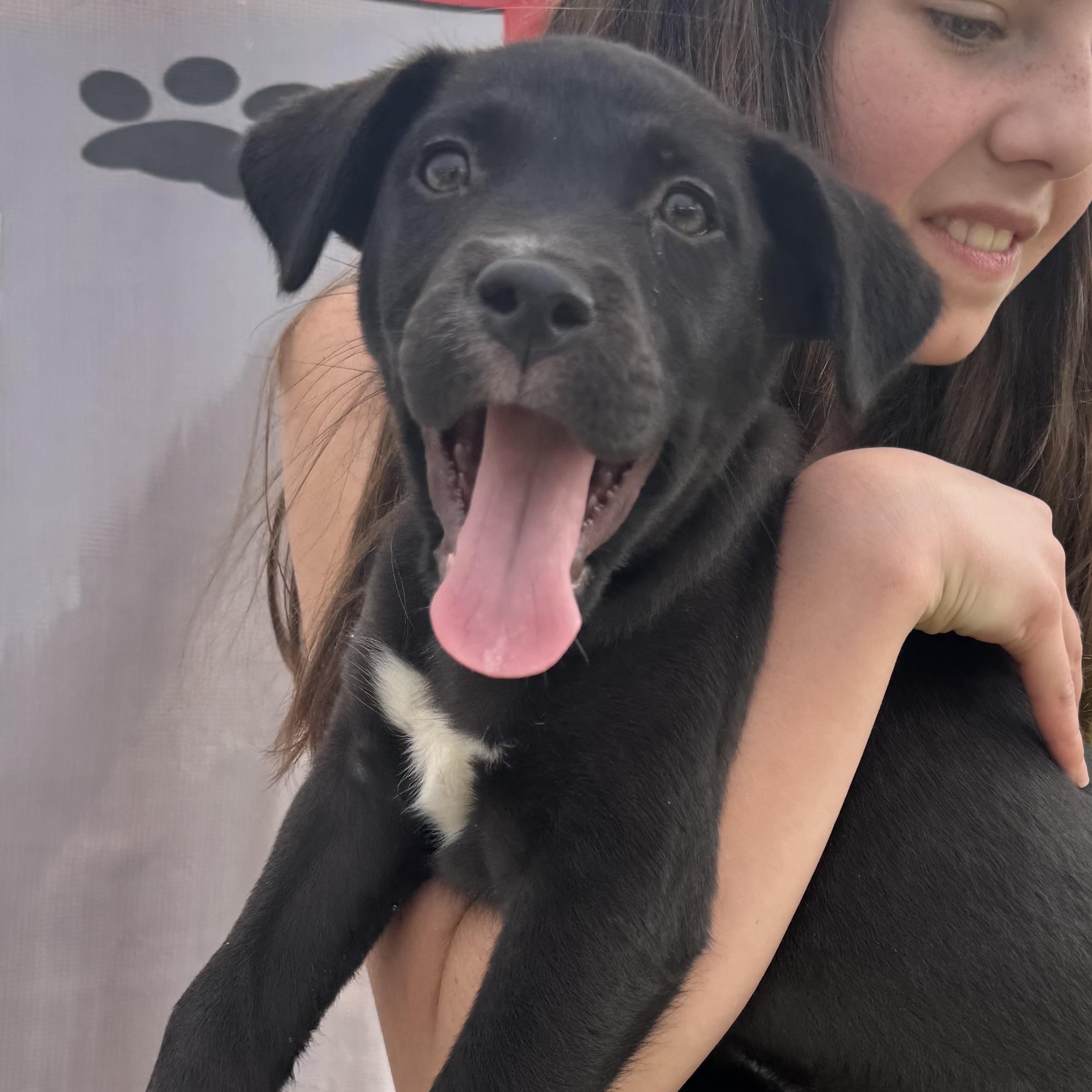 Piper, Baby Female Labrador Retriever