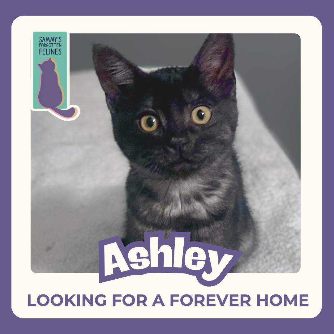 Enlarge Ashley aka Greystoke Kitten #3, a Adopted Domestic Short Hair in Kamloops, BC image 1/1