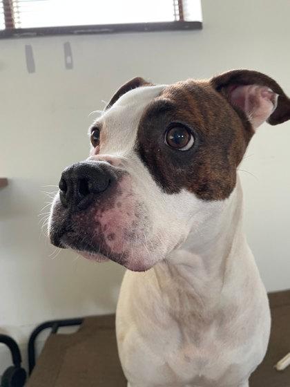 Enlarge Millie, a Adoptable mixed breed in South Bend, IN image 1/3