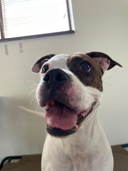 Enlarge Millie, a Adoptable mixed breed in South Bend, IN image 2/3