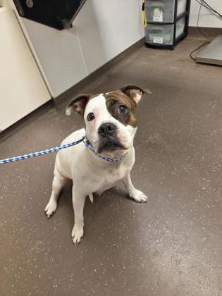 Enlarge Millie, a Adoptable mixed breed in South Bend, IN image 1/1