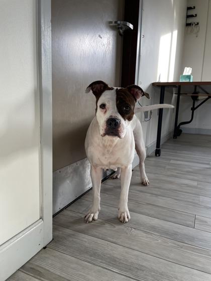 Enlarge Millie, a Adoptable mixed breed in South Bend, IN image 3/3