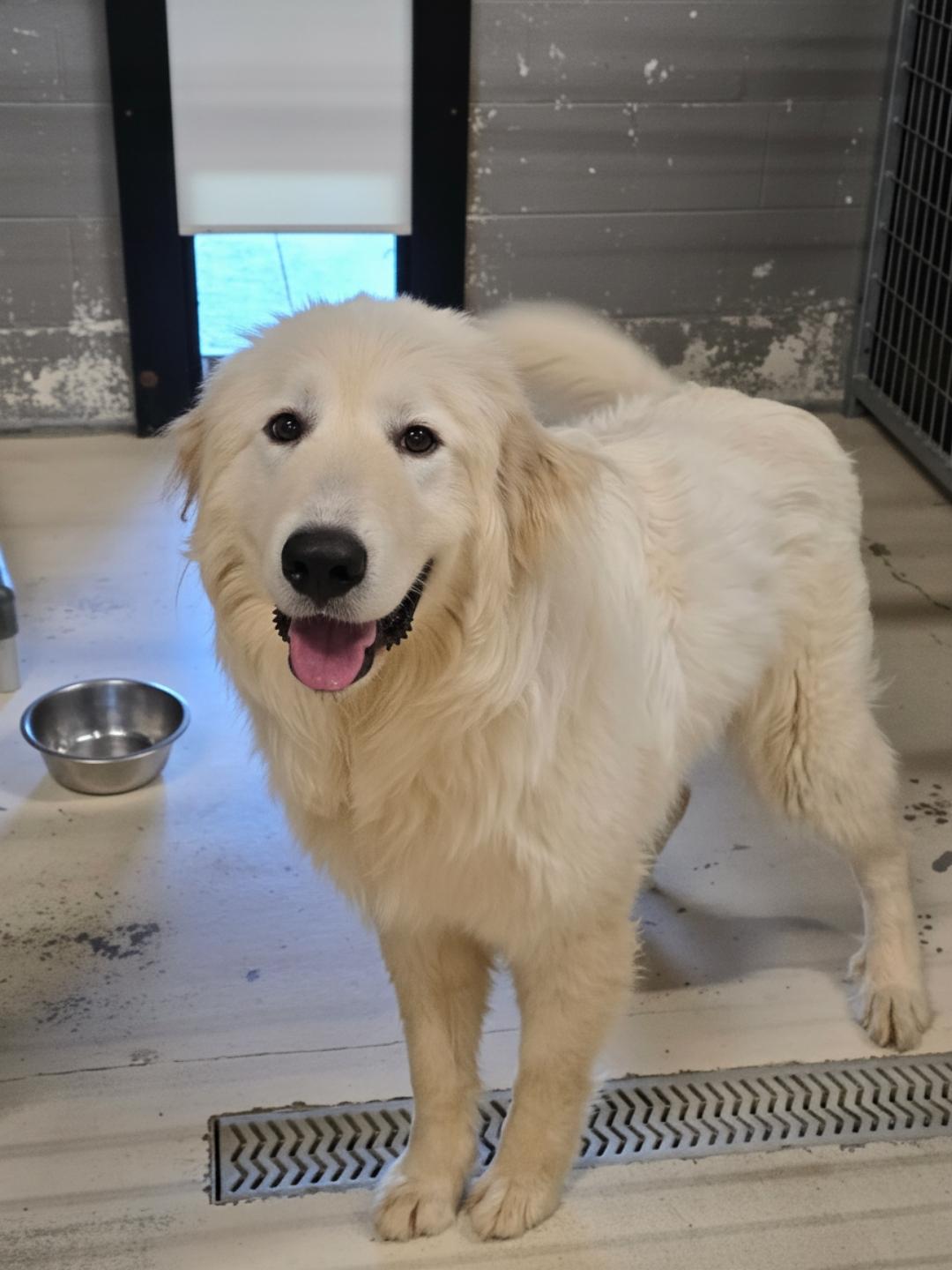 Tyson, adopted, Adult Male Great Pyrenees & Poodle.
