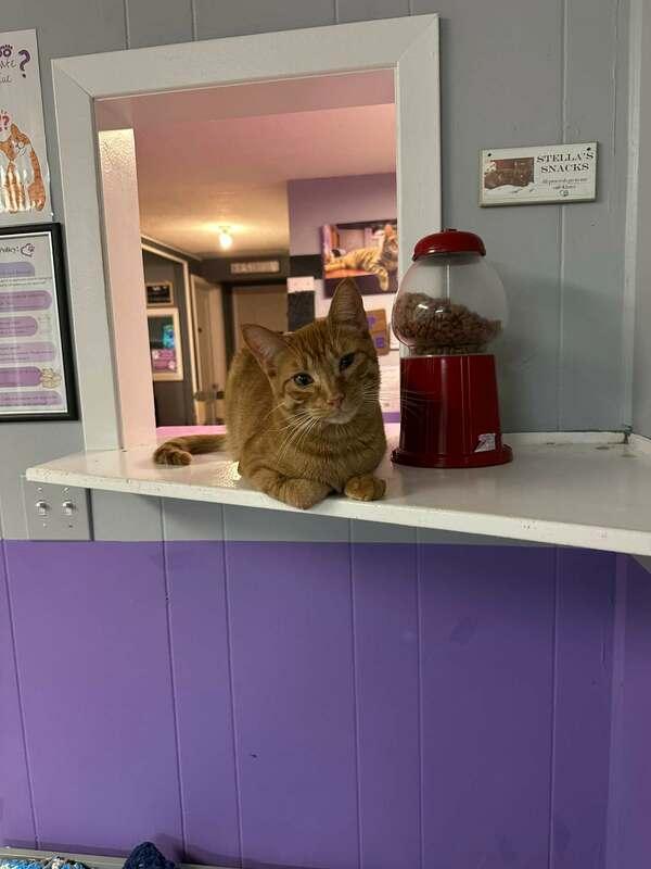 Enlarge South, an adopted Domestic Short Hair in Kalamazoo, MI image 1/1