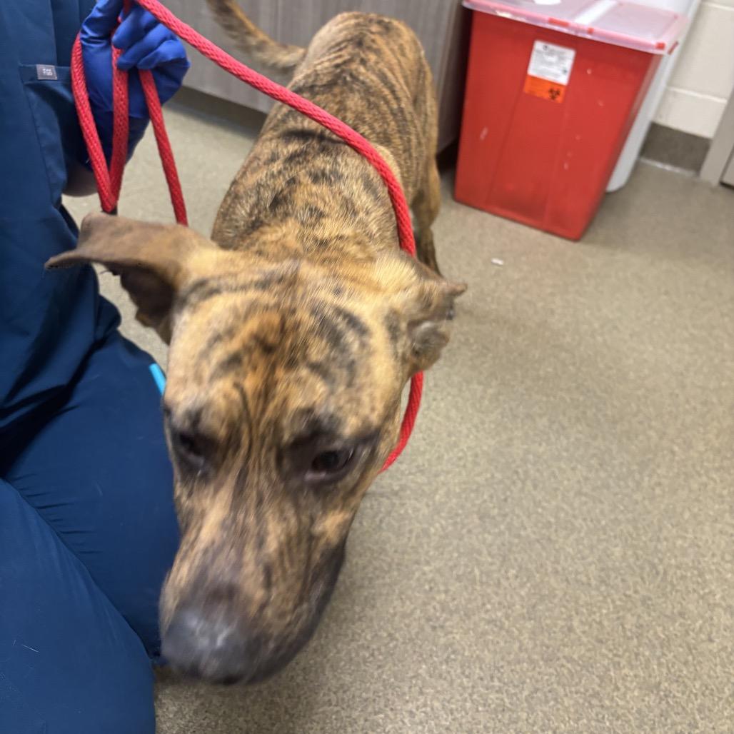 Oogie, Adoptable, Young Male Mixed Breed.