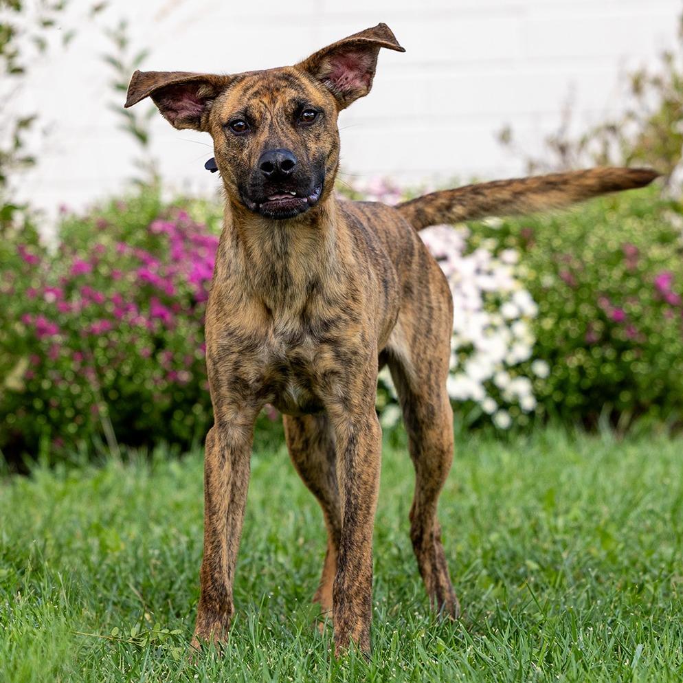 Enlarge Oogie, a Adoptable Mixed Breed in Council Bluffs, IA image 2/5