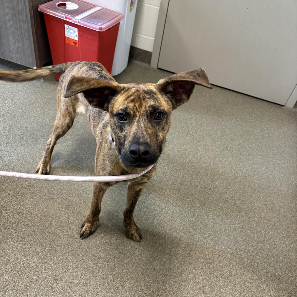 Enlarge Oogie, a Adoptable Mixed Breed in Council Bluffs, IA image 3/5