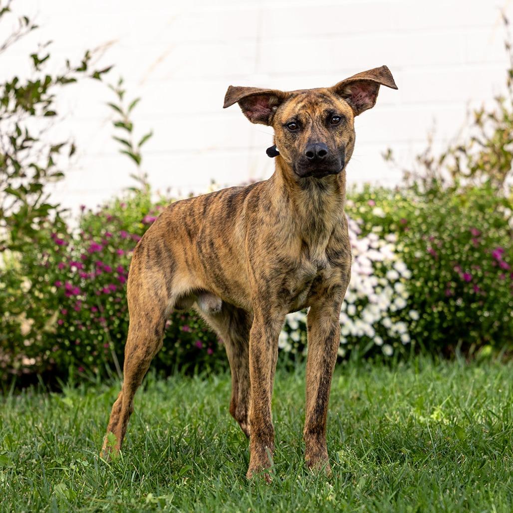 Enlarge Oogie, a Adoptable Mixed Breed in Council Bluffs, IA image 4/5