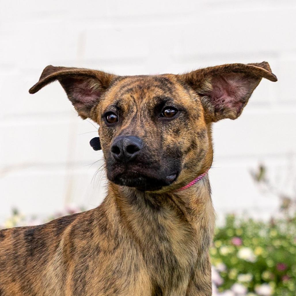 Enlarge Oogie, a Adoptable Mixed Breed in Council Bluffs, IA image 5/5