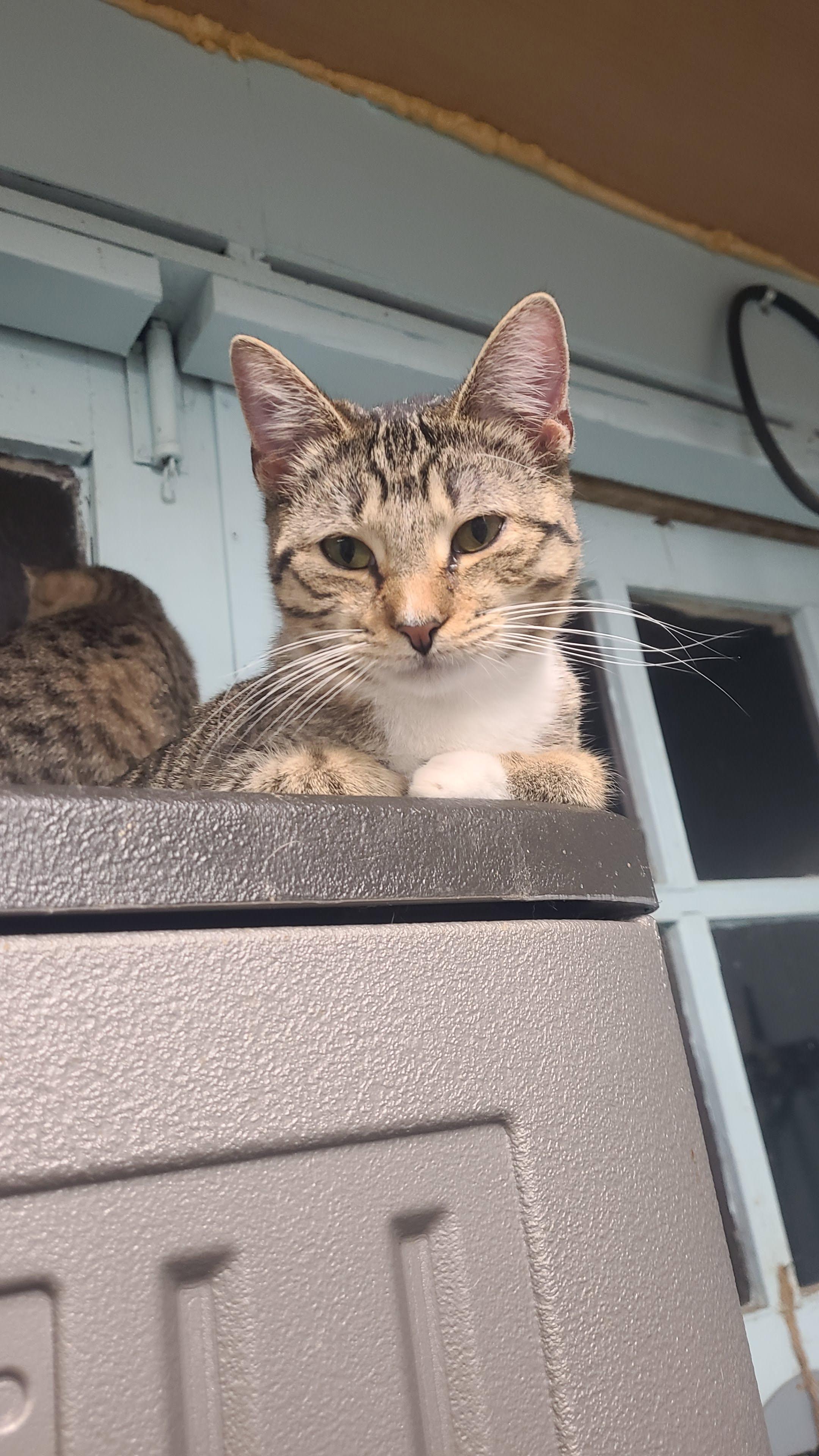Danica, an adoptable Domestic Short Hair in Norfolk, VA image 3/4